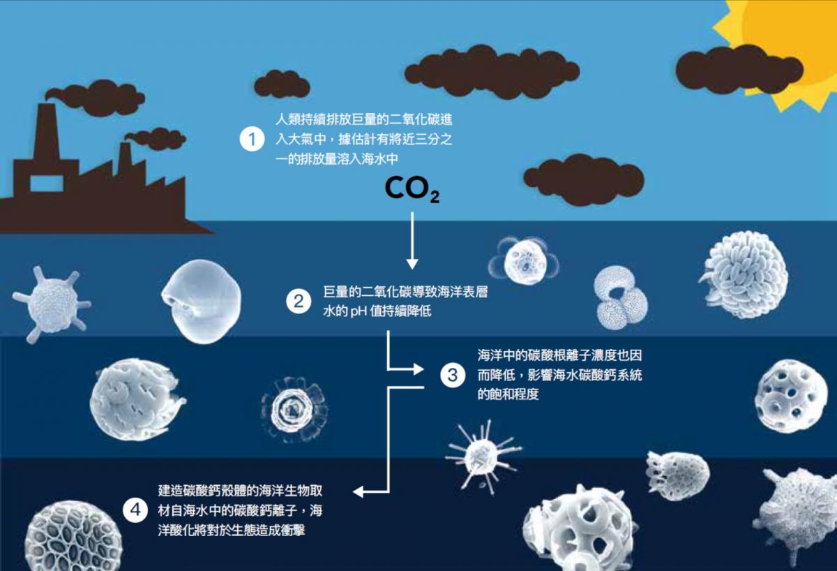 海洋酸化:海洋文明病