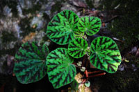 Begonia murina Craib