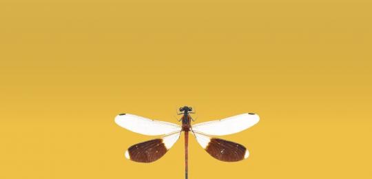 台灣蜻蜓目分類學的早、中期歷史