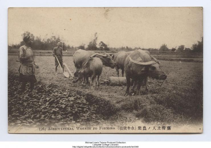 臺灣本地人的農業（水牛耕田） | 開放博物館