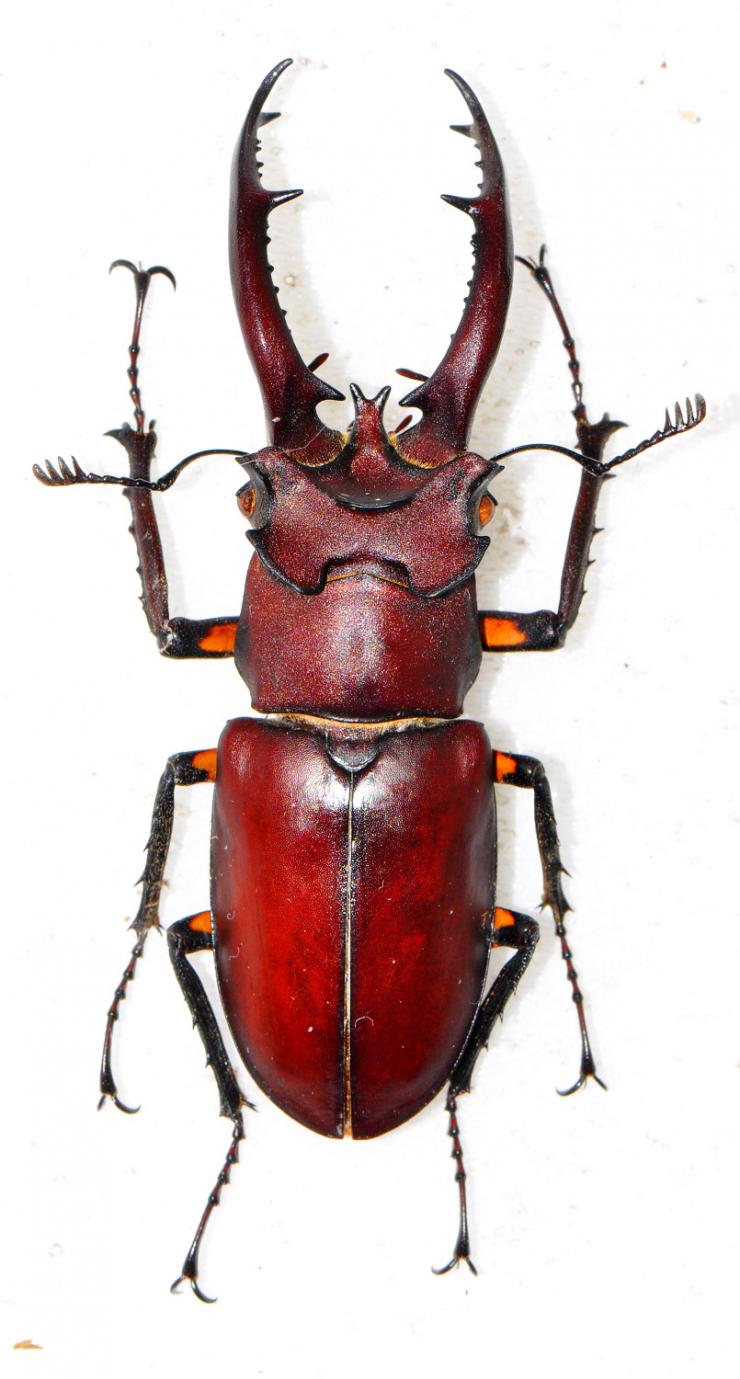 Lucanus formosanus 台灣深山鍬形蟲| 開放博物館