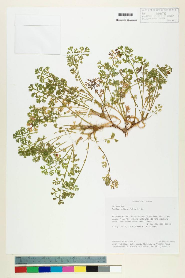 Soliva anthemifolia (Juss.) R. Brown ex Less._標本_BRCM 5076 | 開放博物館