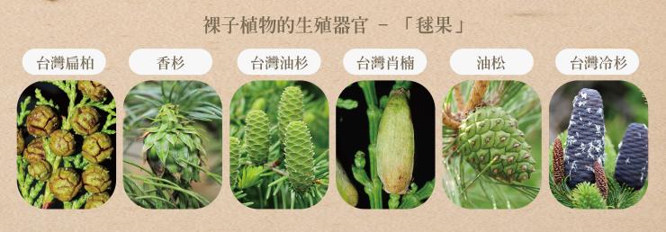 裸子植物各式毬果外型 開放博物館