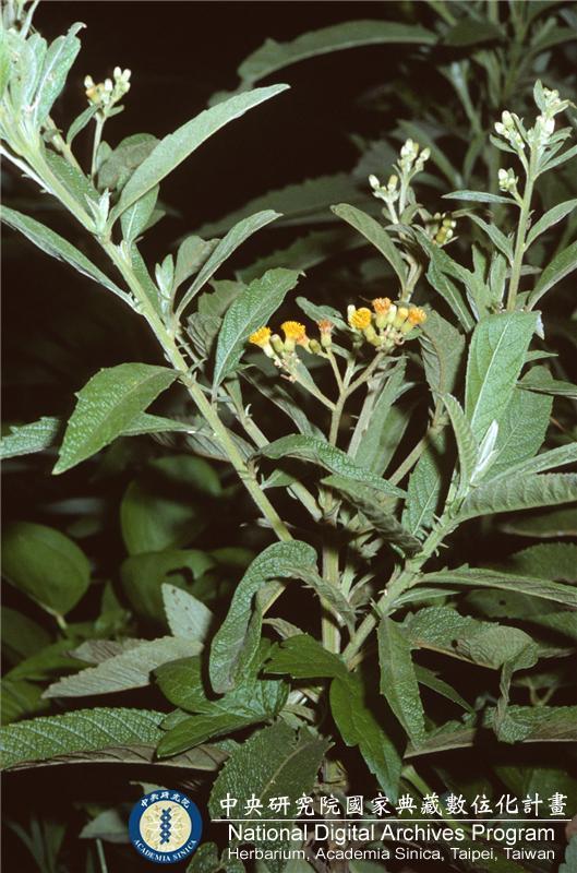 blumea balsamifera research articles