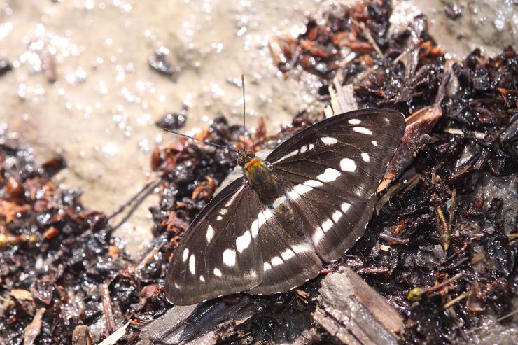 20091002_347079_Athyma opalina hirayamai_a.jpg | 開放博物館