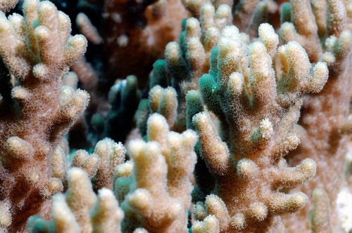 變異指形軟珊瑚