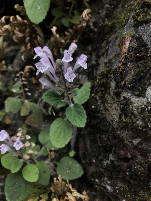 印度黃芩