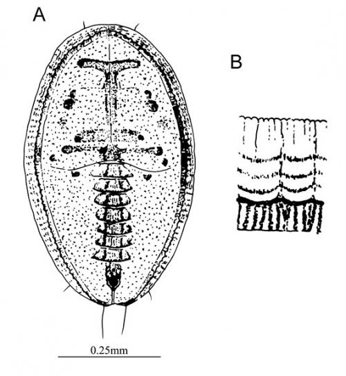 Aleuroclava pyracanthae (Takahashi, 1933) 火刺木棒粉蝨