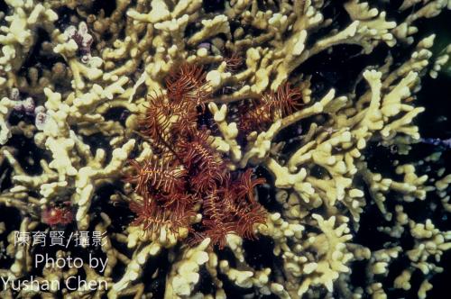 小卷海齒花