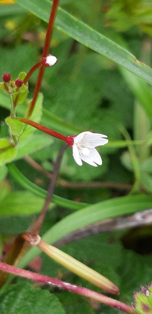 黑龍江柳葉菜