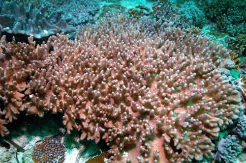 菊指形軟珊瑚