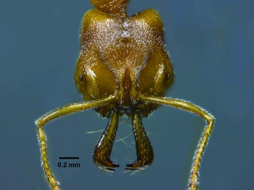 甲仙顎針蟻