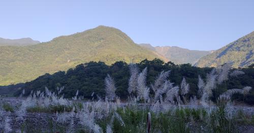 甜根子草