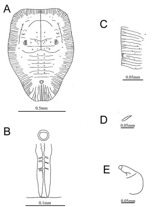 Gigaleurodes cinnamomi  (Takahashi, 1932)  樟粉蝨