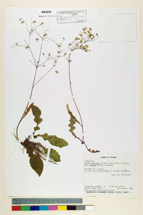 Ixeris laevigata (Blume) Schultz-Bip. ex Maxim var. oldhami (Maxim.) Kitam._標本_BRCM 7165