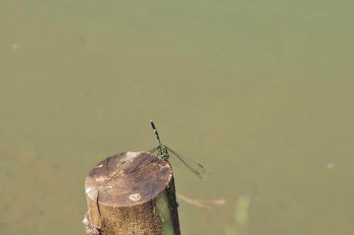 狹腹灰蜻