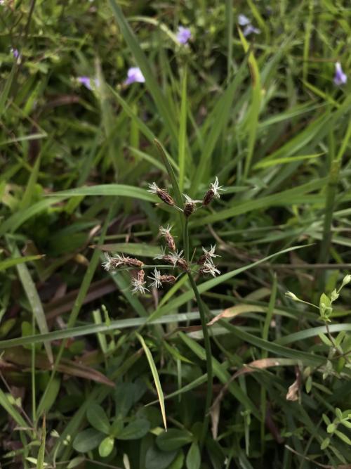 兩歧飄拂草 (棱穗飄拂草)