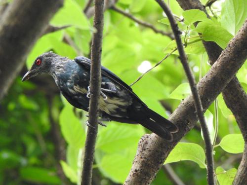 亞洲輝椋鳥