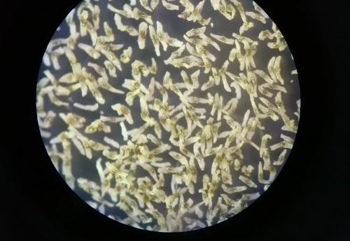 顯微鏡下的綬草種子