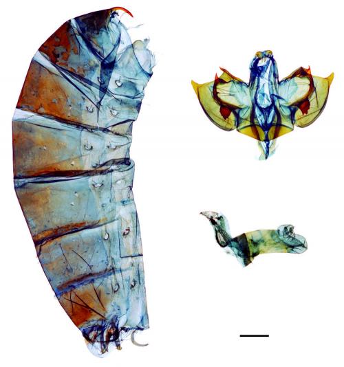 Atrophaneura horishana (Matsumura, 1910) 曙鳳蝶