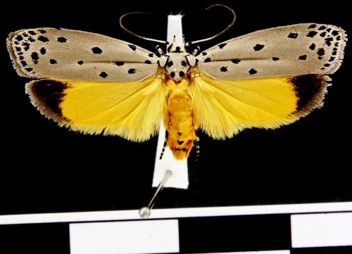 Ethmia dentata 齒紋篩蛾