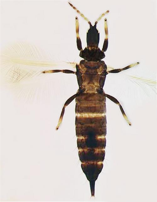 Liothrips (Liothrips) vaneeckei