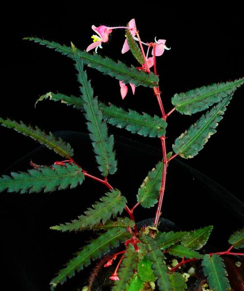Begonia pteridiformis Phutthai