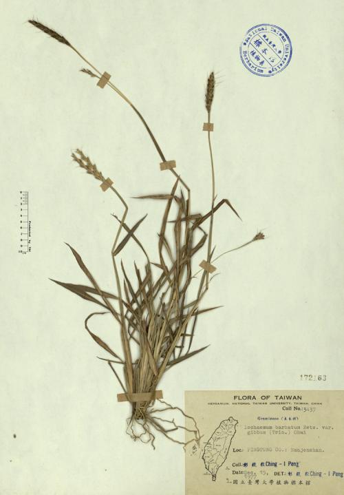 Ischaemum barbatum Retz. var. gibbum (Trin.) Ohwi_標本_BRCM 4237