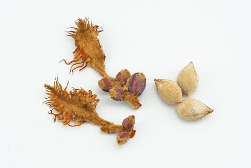 臺東蘇鐵大孢子葉與蘇鐵種子