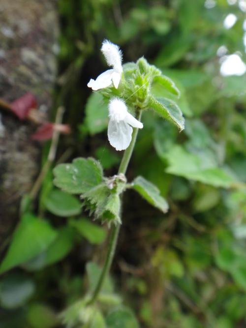 白花草