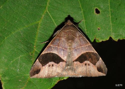 Bastilla joviana, Noctuidae