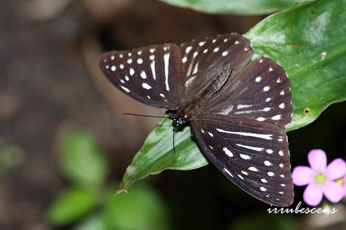 N57-1 台灣斑眼蝶