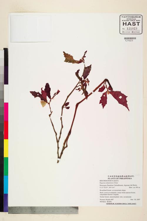 Begonia urdanetensis標本_BRCM 2283