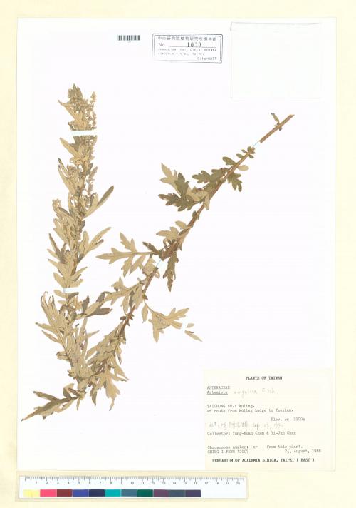Artemisia mongolica (Fisch. ex Bess.) Nakai_標本_BRCM 7152