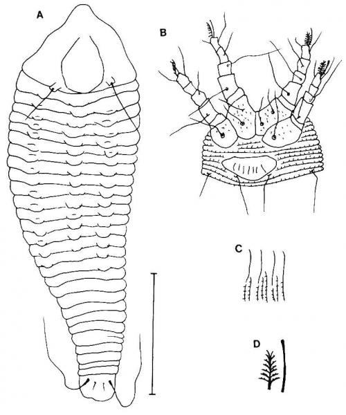Abacarus semicirculus Huang, 2001