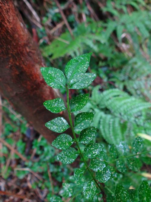 翼柄花椒