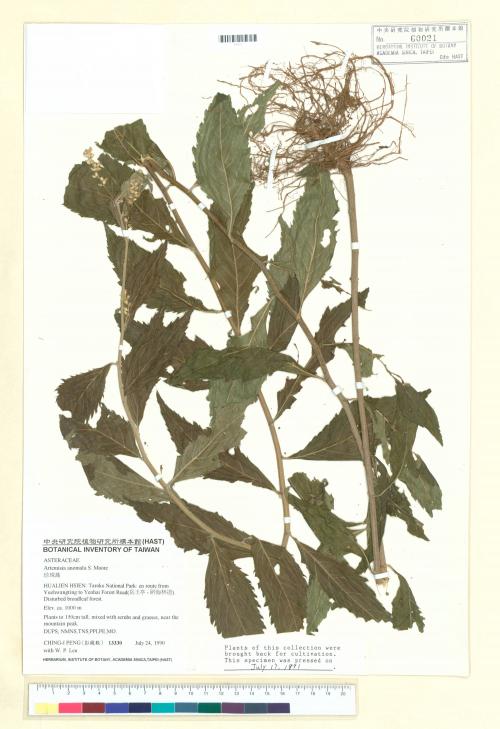 Artemisia anomala S. Moore_標本_BRCM 7312