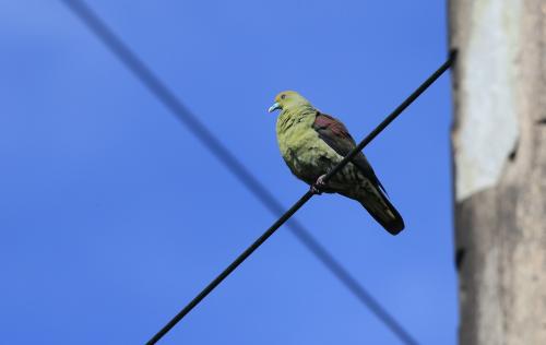 紅頭綠鳩