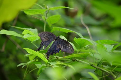 碧鳳蝶