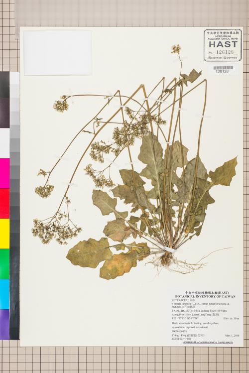 Youngia japonica (L.) DC. subsp. longiflora Babc. & Stebbins_標本_BRCM 5532