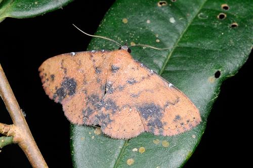 101003 台北 烏來 福山村12 Corgatha tornalis Wileman, 1915_800ori