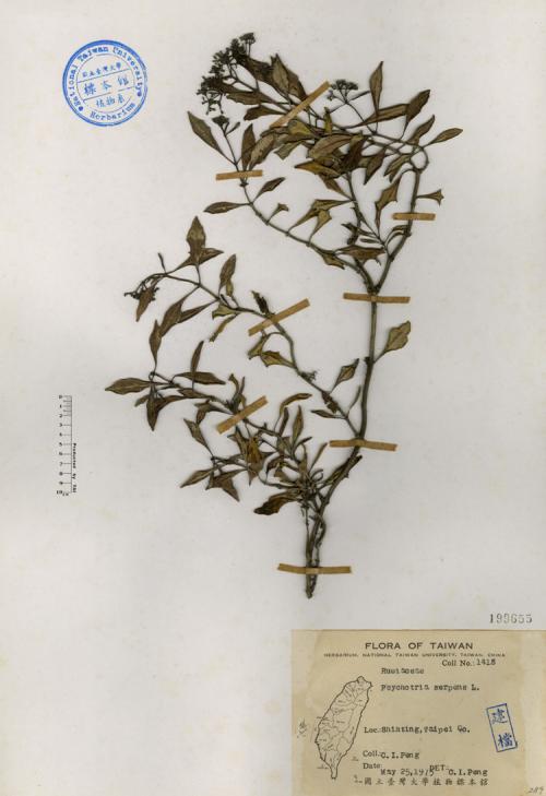 Psychotria serpens L._標本_BRCM 4610
