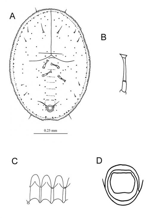 Aleurothrixus antidesmae  Takahashi, 1933  五月茶鬚粉蝨