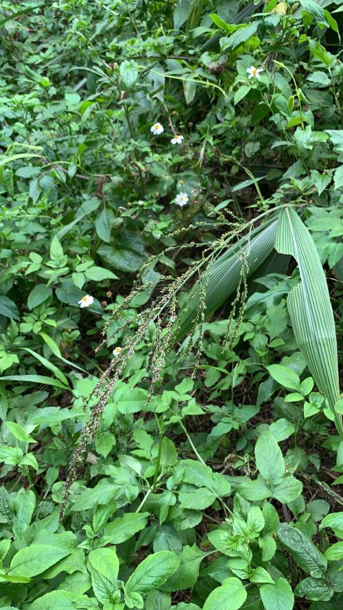 棕葉狗尾草