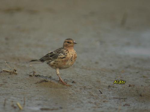 20090813_380419_Red-throated_Pipit_0442.jpg