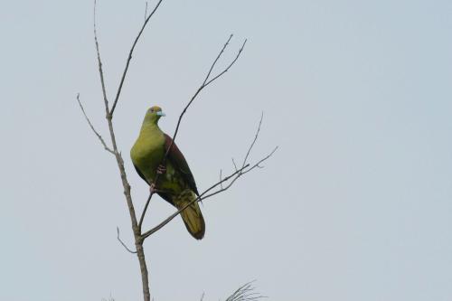 紅頭綠鳩