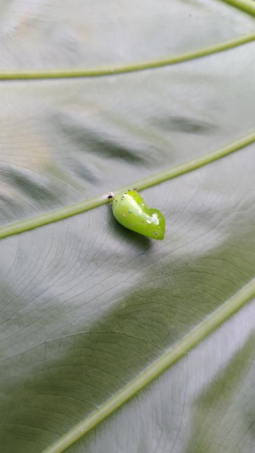 金斑蝶 (樺斑蝶)