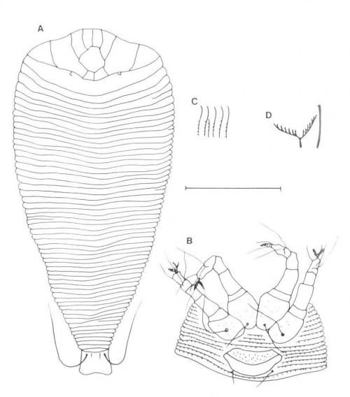 Diptilomiopus octogonus Huang, 2001
