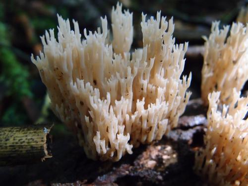 Artomyces pyxidatus(杯密瑚菌)