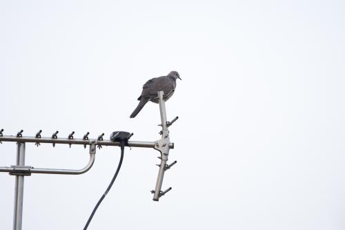 珠頸斑鳩(指名亞種)